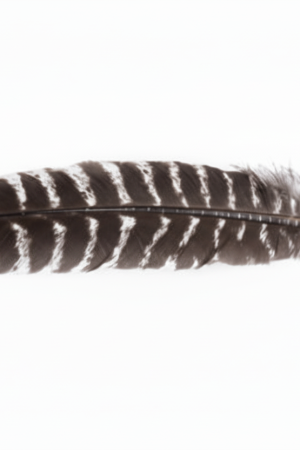feather smudge turkey 1e666dd8 48ab 4b66 91b7 333e8bfe72d3.png