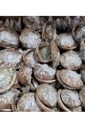 3 4 mexico green abalone shell100pcs.jpg