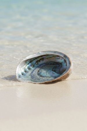 green abalone money shot